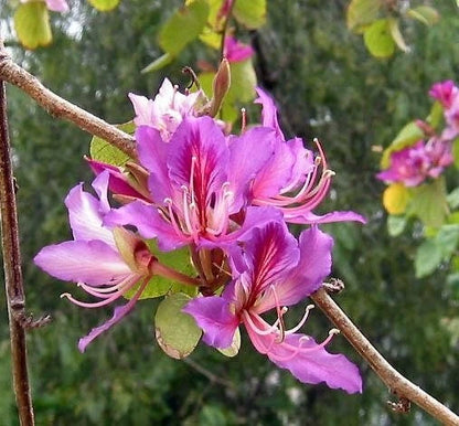 Bauhinia Purpurea Pink Purple Orchid Tree Camel's Foot – Flower Seeds