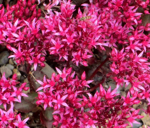 Sedum Dragons Blood Sedum Spurium – Hardy Ground Cover Flower Seeds