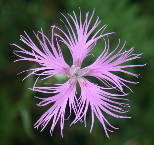 Fragrant Pink Dianthus Superbus Fringed Garden Flower Seeds