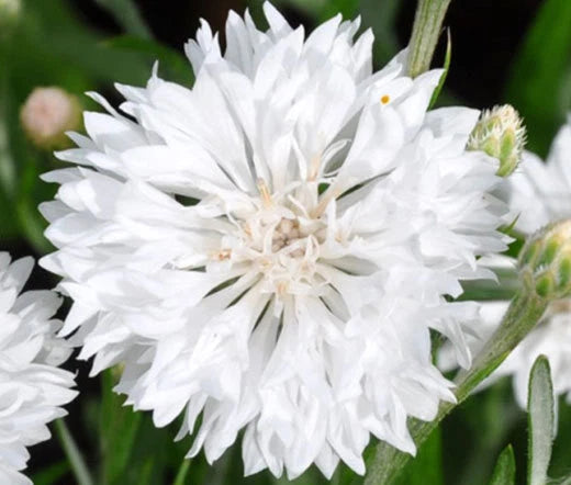Cornflower White Dwarf Centaurea Cyanus – Hardy Compact Garden Flower Seeds