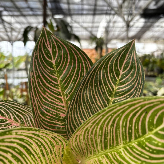 Real Pict Aglaonema Golden Hope Plant Category eg, Flower Seeds