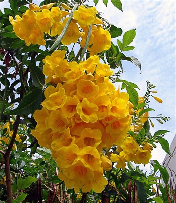 Yellow Elder Tecoma Stans – Trumpet Flowering Tree Seeds