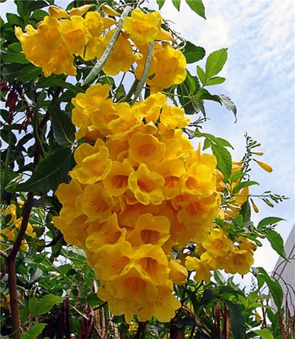 Yellow Elder Tecoma Stans – Trumpet Flowering Tree Seeds