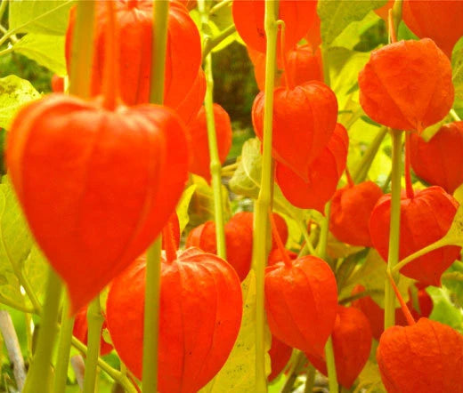 Chinese Lantern Physalis Alkekengi – Colorful Garden Flower Seeds