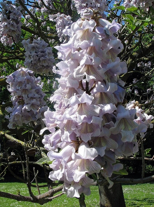 Princess Tree Paulownia Fortunei Flowering Garden Tree Seeds