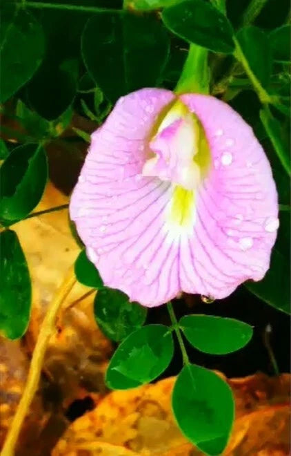 Pink Butterfly Pea Clitoria Ternatea Climbing Garden Flower Seeds