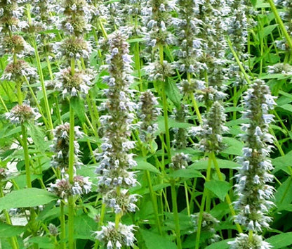 Anise Hyssop Snow White Spike Agastache Foeniculum – Fragrant Herb Garden Seeds