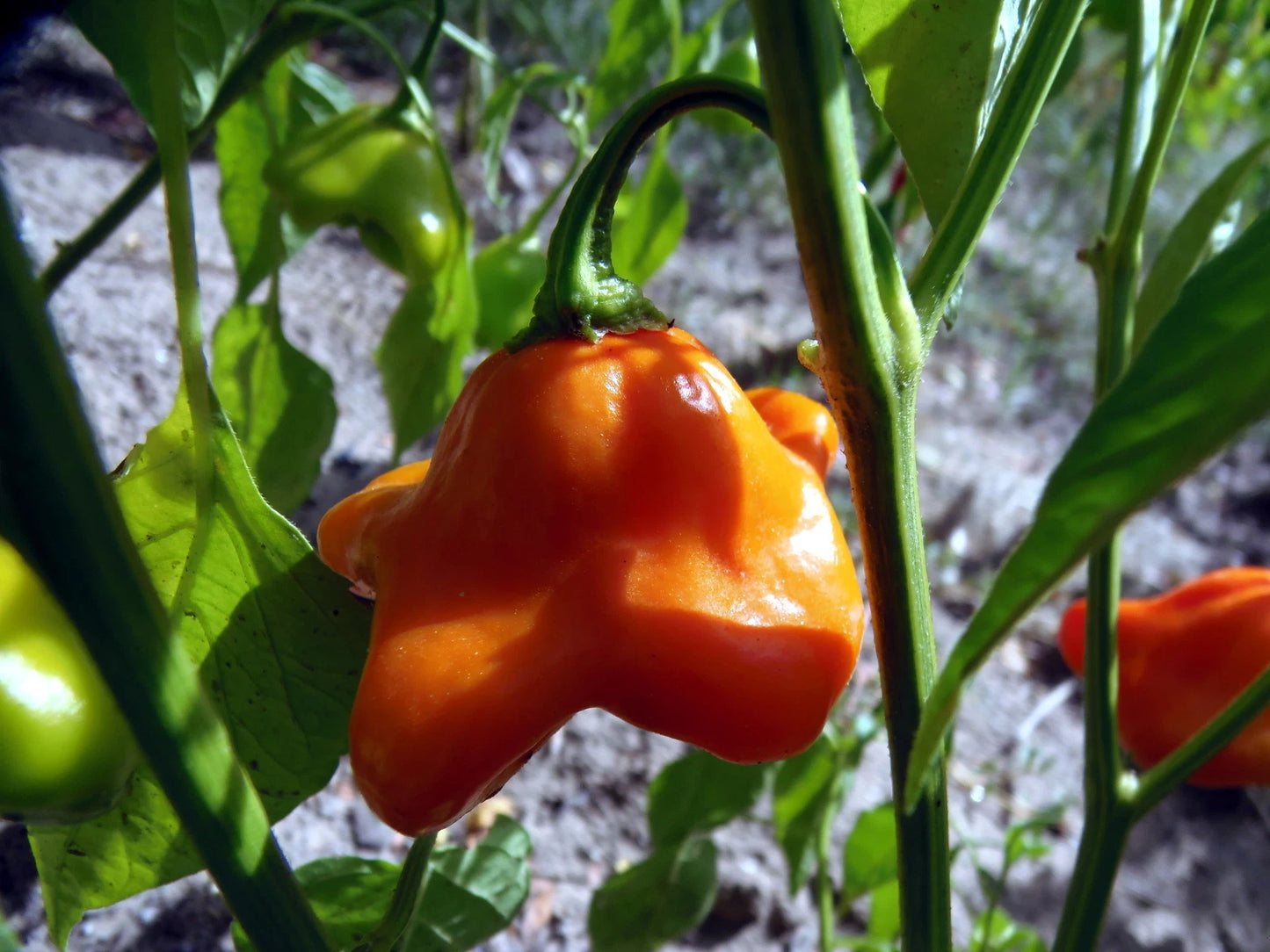 Cambuci Pepper – Spicy Vegetable Garden Seeds