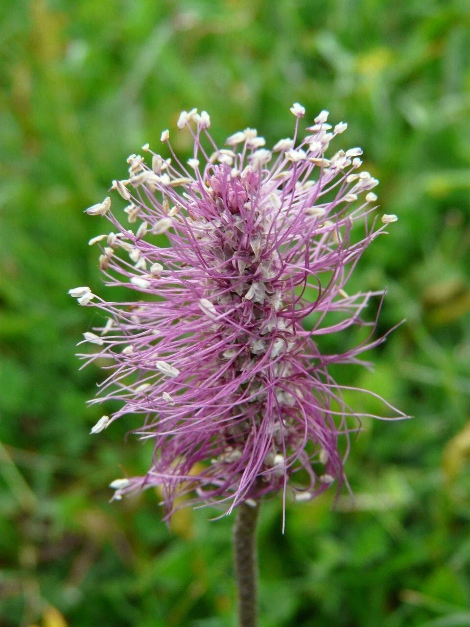 Flowering Plantain Plantago Media – Perennial Herb Flower Seeds