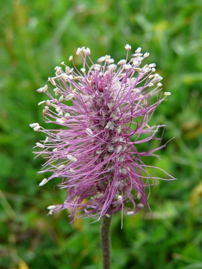 Flowering Plantain Plantago Media – Perennial Herb Flower Seeds