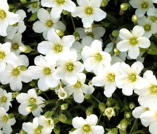 Arenaria Mountain Sandwort Arenaria Montana – Hardy Garden Flower Seeds
