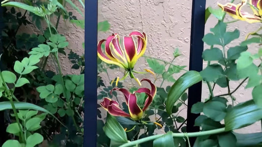 Gloriosa Carsonii – Climbing Flame Lily Flower Seeds