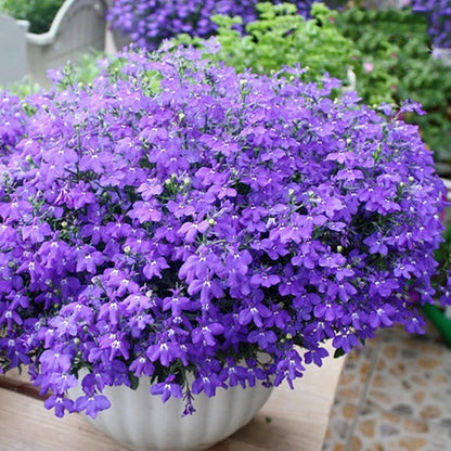 Magenta Blue Lobelia Regatta Lobelia Erinus – Garden Flower Seeds