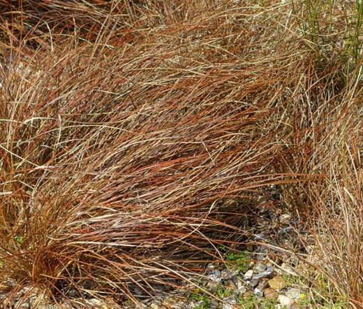 Sedge New Zealand Hair Cappuccino Carex Tenuiculmis – Ornamental Grass Seeds