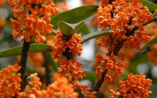 Osmanthus Fragrans Orange Fragrant Sweet Olive Flowering Tree Seeds