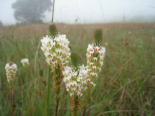 Hebenstretia Dura Shrub Seeds Cat S Tail Fragrant Slugwort Oddity And Rare – Fragrant Flower Seeds