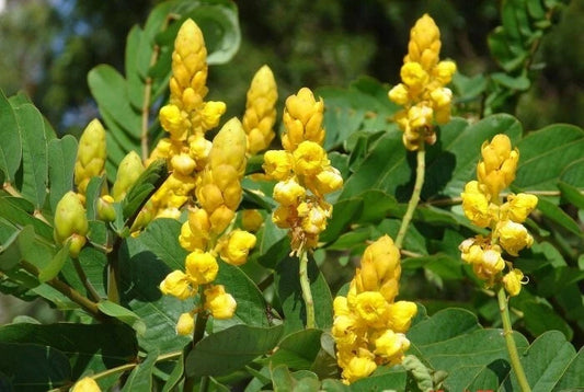 Cassia Alata – Golden Shrub Perennial Flower Seeds
