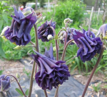 Tower Dark Blue Columbine Aquilegia Vulgaris – Perennial Flower Seeds