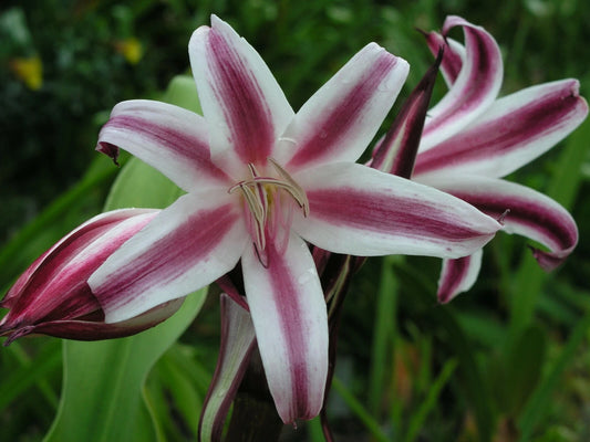 Crinum Lily Zeylanicum Species Small-size Bulb New - Flower Seeds