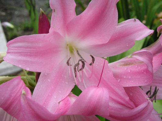 Crinum Lily Worsleyi Large Flower Bulb Seeds