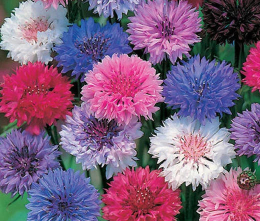 Cornflower Polka Dot Mixed Colors Dwarf Centaurea Cyanus – Compact Garden Flower Seeds