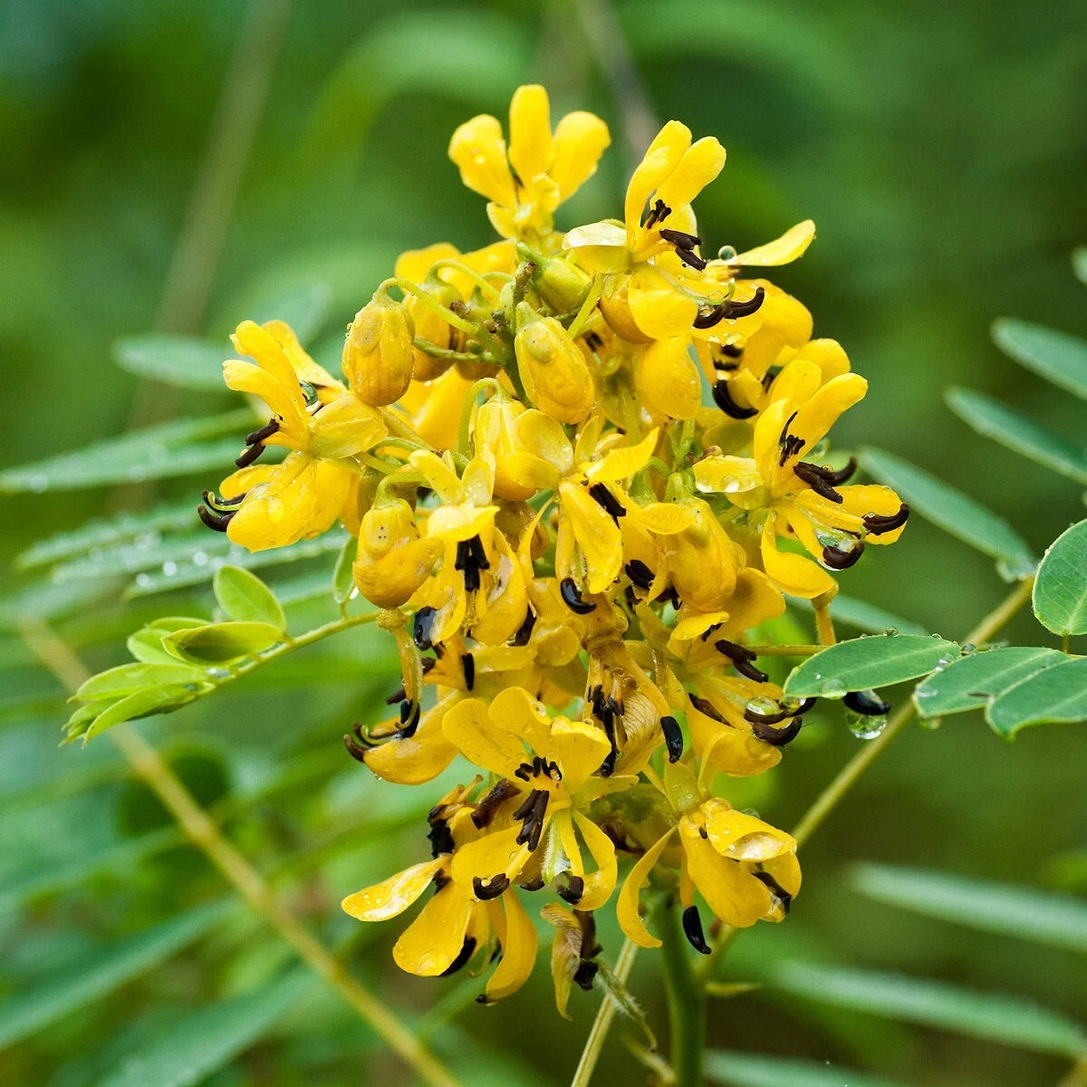 Wild Senna – Hardy Wildflower Garden Seeds