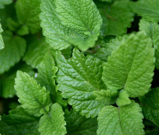 Lemon Balm Melissa Officinalis – Herb Garden Seeds