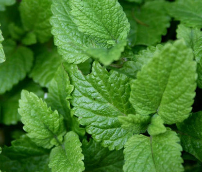 Lemon Balm Melissa Officinalis – Herb Garden Seeds