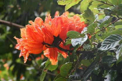 African Tulip Tree Spathodea Campanulata – Flowering Tree Seeds