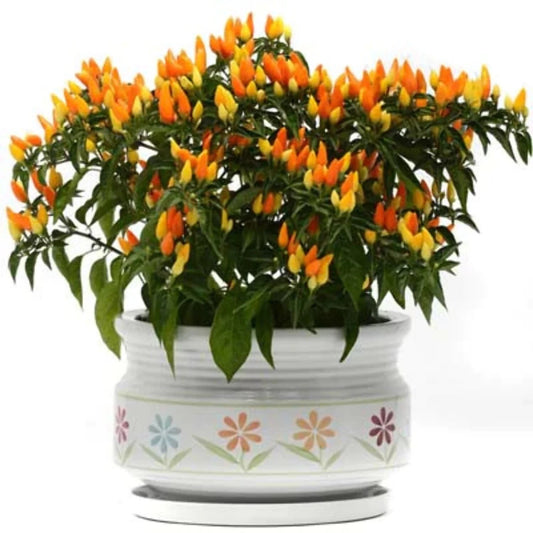 Sedona Sun Pepper Colorful Garden Vegetable Seeds