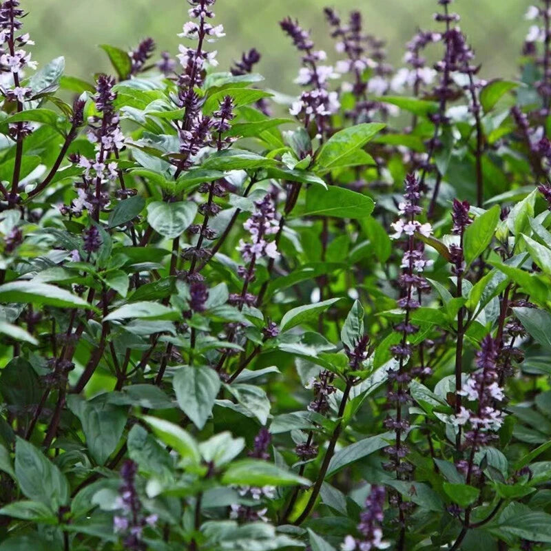 Cinnamon Basil Ocimum Basilicum – Herb Garden Seeds