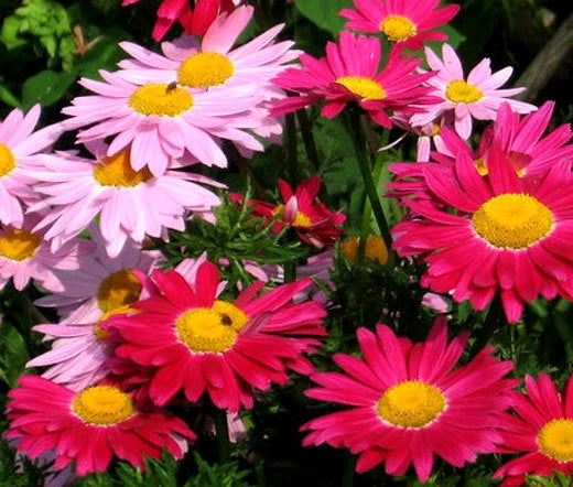 Pyrethrum Robinson’s Mix Chrysanthemum Coccineum – Perennial Garden Flower Seeds