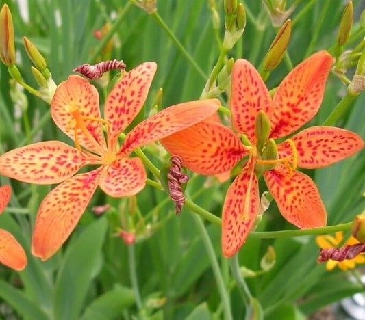 Iris Domestica Belamcanda Chinensis – Colorful Leopard Lily Seeds