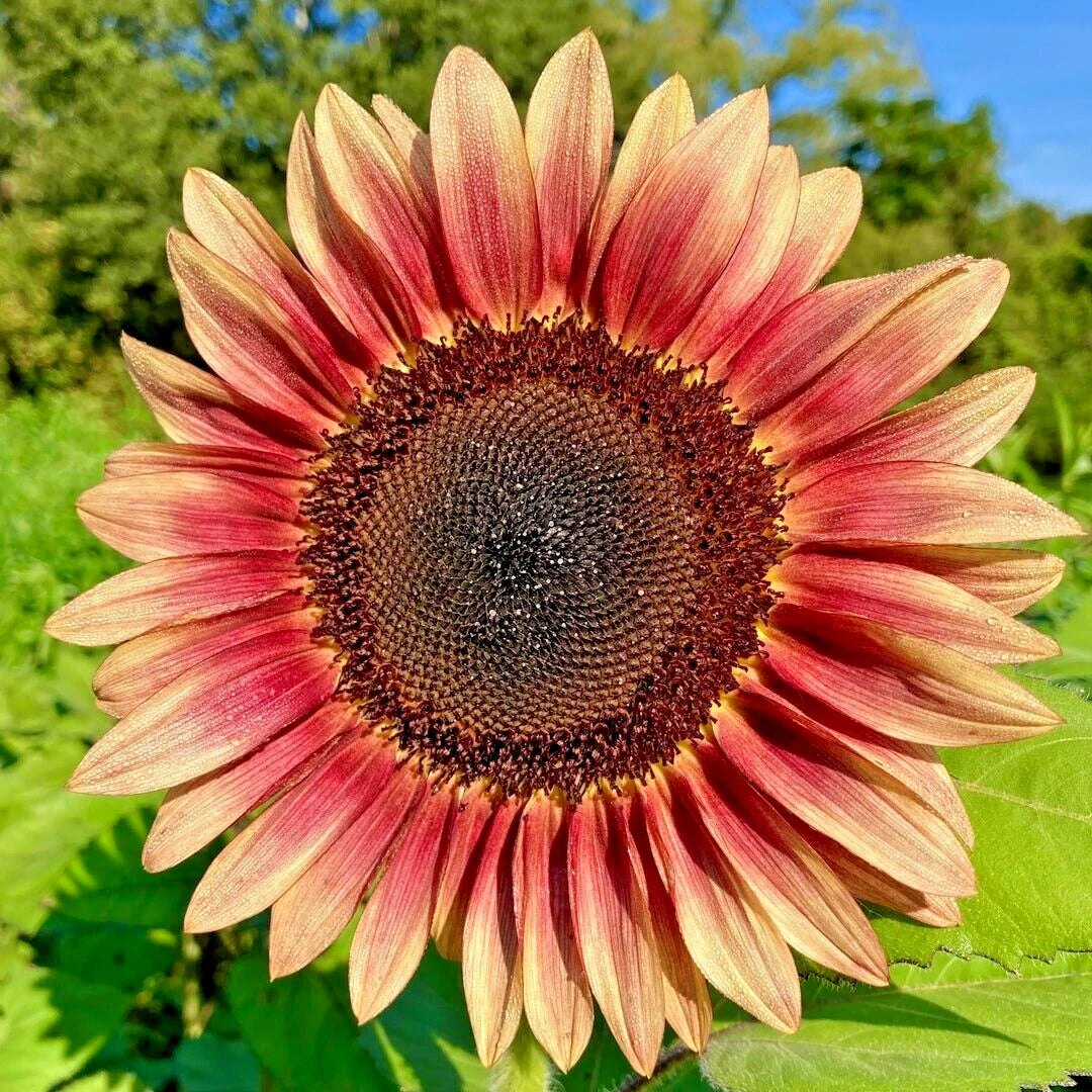 Procut Plum Sunflower Helianthus Annuus – Colorful Garden Flower Seeds