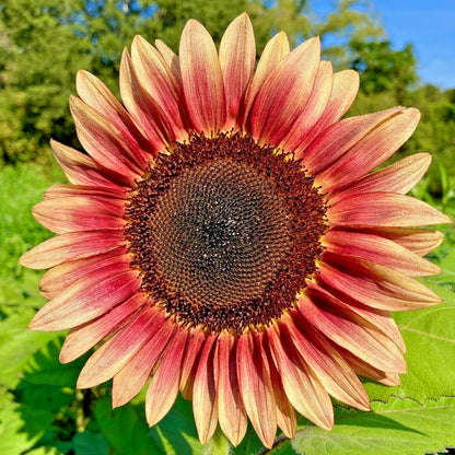 Procut Plum Sunflower Helianthus Annuus – Colorful Garden Flower Seeds
