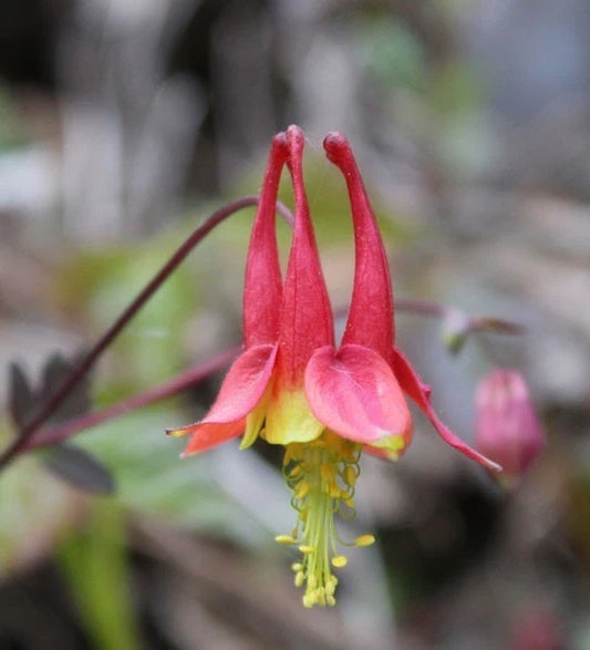 Eastern Red Columbine Aquilegia Canadensis Native Perennial Flower Seeds