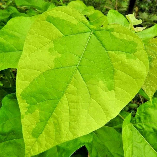 Variegated Southern Catalpa Catalpa Bignonioides Ornamental Tree Seeds