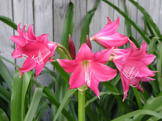 Crinum Lily Grab Bag At Least Types - Over Off - Flower Seeds