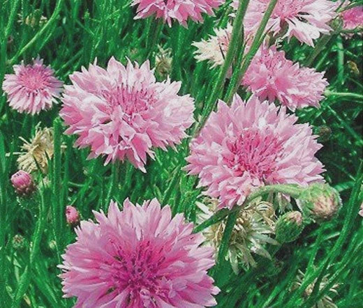 Cornflower Bachelor’s Button Pink Centaurea Cyanus – Colorful Garden Flower Seeds