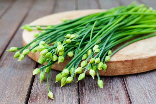 Garlic Chives – Culinary Herb Vegetable Seeds