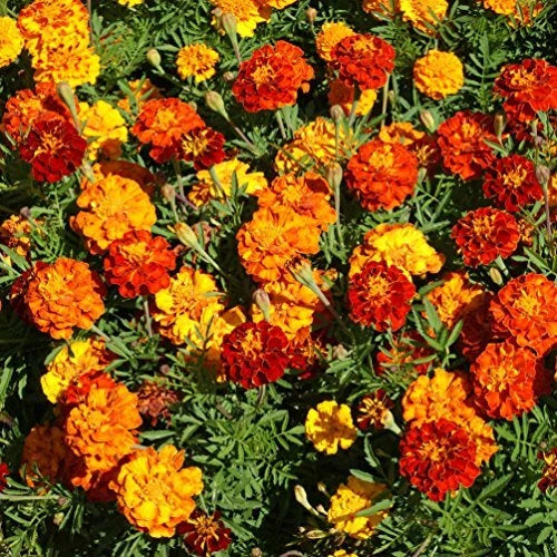 French Marigold Tagetes Patula Colorful Garden Flower Seeds