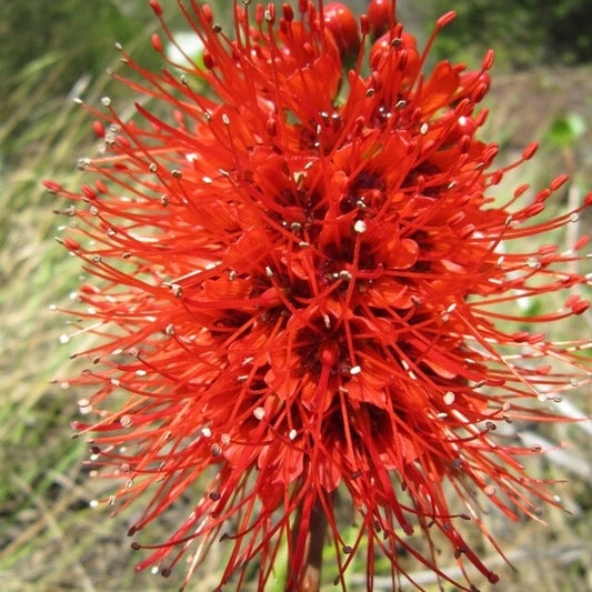 Greyia Radlkoferi Natal Bottlebrush Hardy Shrub Tree Seeds