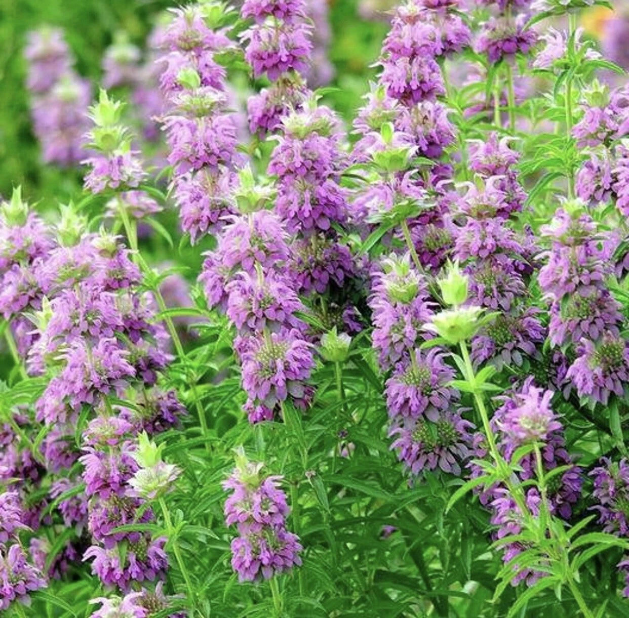 Lemon Mint Monarda Citriodora Fragrant Perennial Herb Seeds