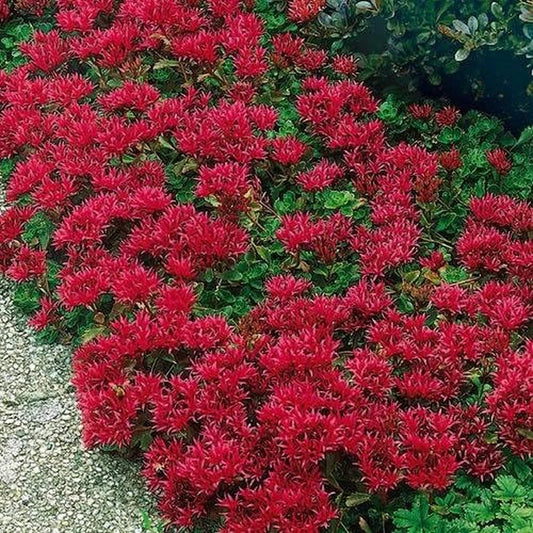 Sedum Summer Glory – Heat Tolerant Perennial Succulent Seeds