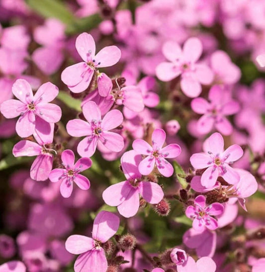 Soapwort Hardy Garden Flower Seeds