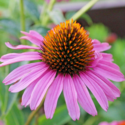 Magnus Purple Coneflower Echinacea Purpurea Perennial Garden Flower Seeds