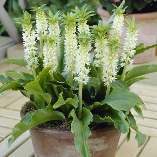 Pineapple Lily Eucomis Autumnalis Perennial Garden Flower Seeds
