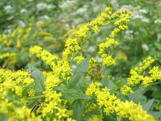 Goldenrod Solidago Sp – Tall Yellow Bloom Flower Seeds