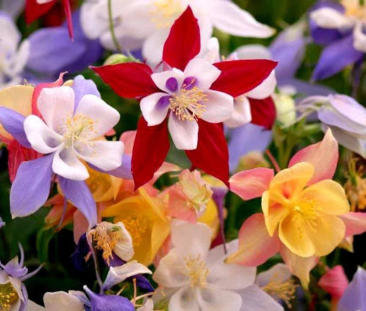 Columbine McKana Giants Aquilegia x Hybrida – Perennial Garden Flower Seeds