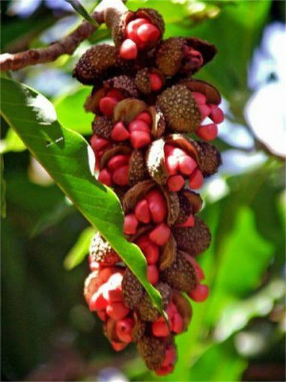 Michelia Champaca Magnolia Tree Shrub Fragrant Perfume Joy – Hardy Fruit Tree Seeds